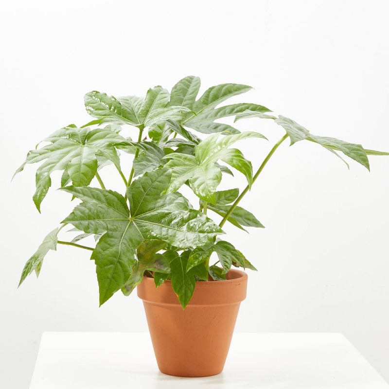 ARALIA