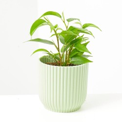 FICUS BENJAMINA NATASHA MACETA 6CM