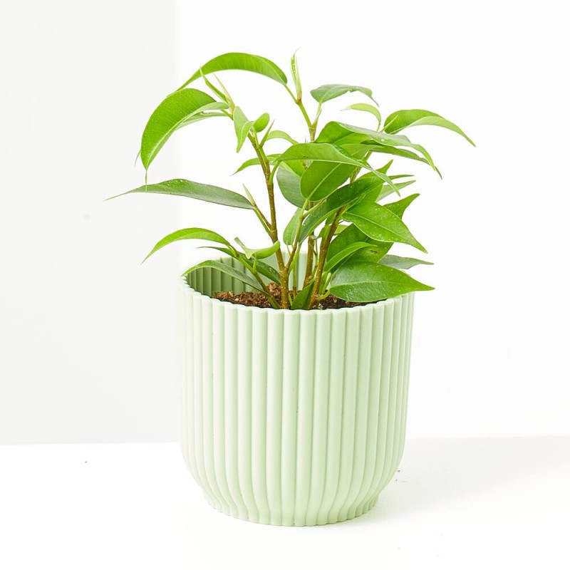 FICUS BENJAMINA NATASHA MACETA 6CM