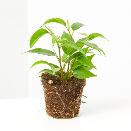 FICUS BENJAMINA NATASHA MACETA 6CM