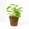 FICUS BENJAMINA NATASHA MACETA 6CM