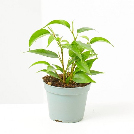 FICUS BENJAMINA NATASHA MACETA 6CM