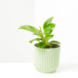 PHILODENDRON WHITE MEASURE MACETA 6CM
