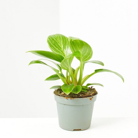PHILODENDRON WHITE MEASURE MACETA 6CM