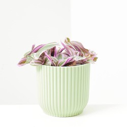 TRADESCANTIA SWEETNESS MACETA 6CM