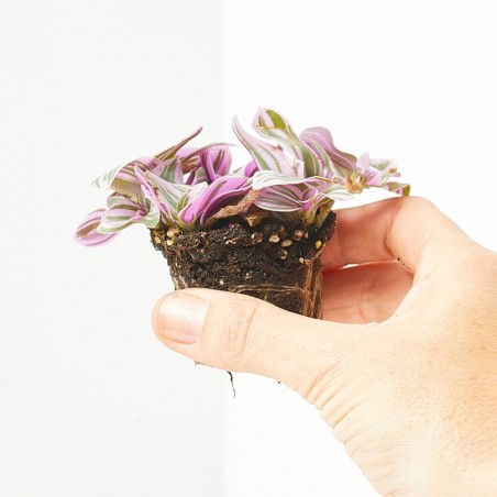 TRADESCANTIA SWEETNESS MACETA 6CM