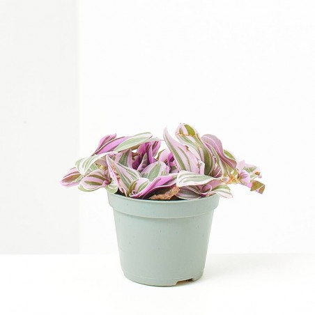 TRADESCANTIA SWEETNESS MACETA 6CM
