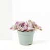 TRADESCANTIA SWEETNESS MACETA 6CM