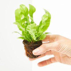 ASPLENIUM CRISPY WAVE MACETA 6CM