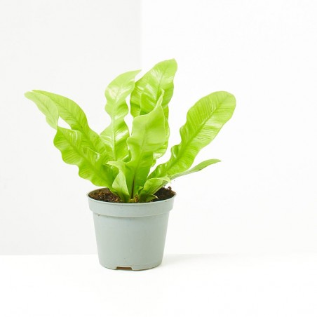 ASPLENIUM CRISPY WAVE MACETA 6CM