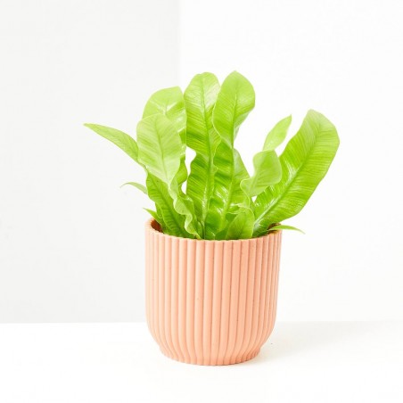 ASPLENIUM CRISPY WAVE MACETA 6CM