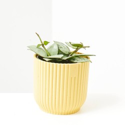 HOYA KROHIANA ESKIMO MACETA 6CM