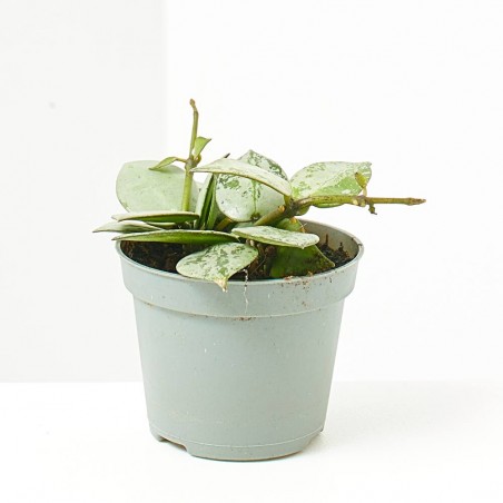 HOYA KROHIANA ESKIMO MACETA 6CM