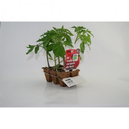 TOMATE CORAZÓN DE TORO 6 UNIDADES