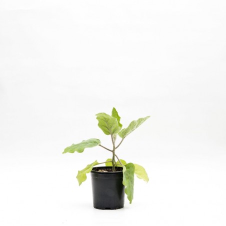 BERENJENA JAPONESA MACETA 11CM