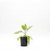 BERENJENA JAPONESA MACETA 11CM