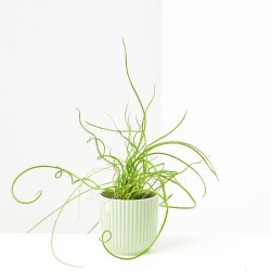 JUNCUS SPIRALIS MACETA 6CM