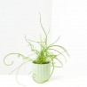 JUNCUS SPIRALIS MACETA 6CM