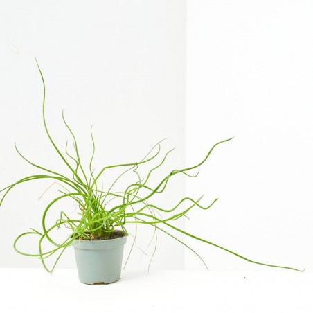 JUNCUS SPIRALIS MACETA 6CM