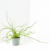 JUNCUS SPIRALIS MACETA 6CM