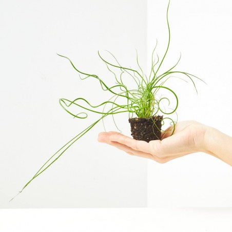 JUNCUS SPIRALIS MACETA 6CM