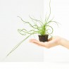 JUNCUS SPIRALIS MACETA 6CM