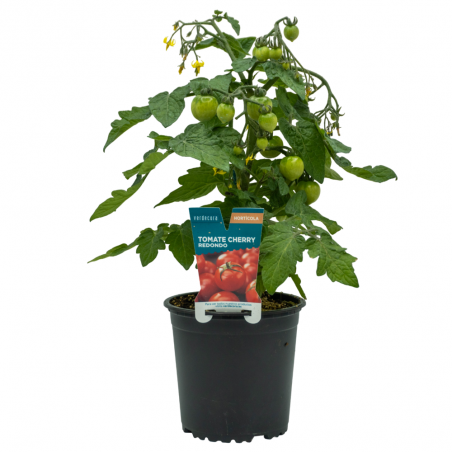 TOMATE CHERRY REDONDO MACETA 13CM VERDECORA