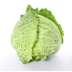 COL DE MILÁN EN MACETA