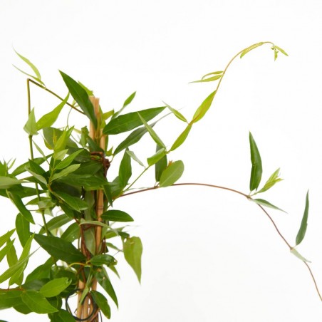 GELSEMIUM MACETA 15CM 