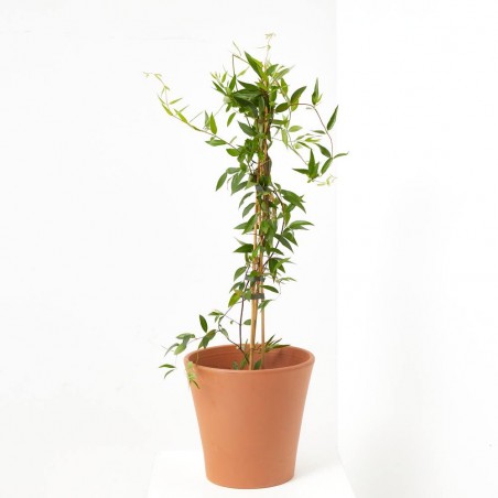 GELSEMIUM MACETA 15CM 