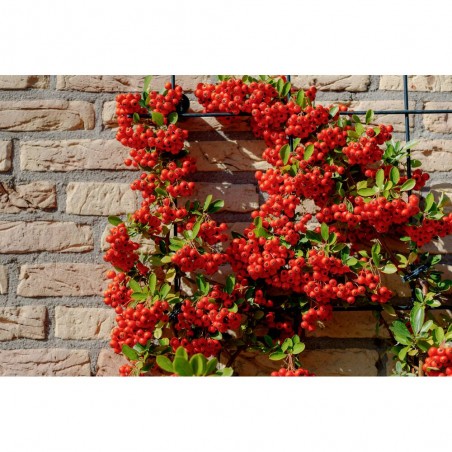 PYRACANTHA 15X15CM