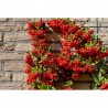 PYRACANTHA 15X15CM