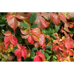 PARRA VIRGEN QUINQUEFOLIA 11X11