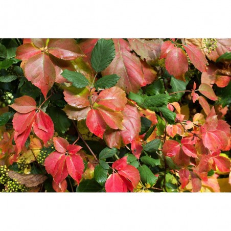 PARRA VIRGEN QUINQUEFOLIA 11X11