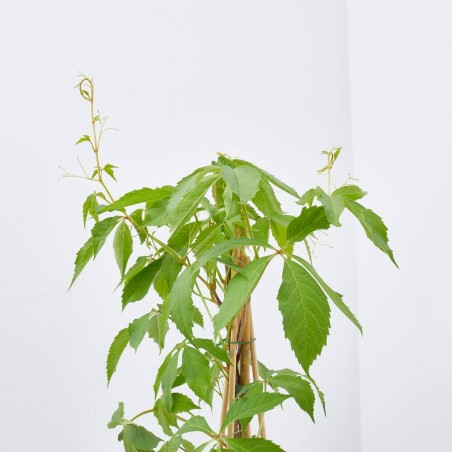 PARRA VIRGEN QUINQUEFOLIA 11X11