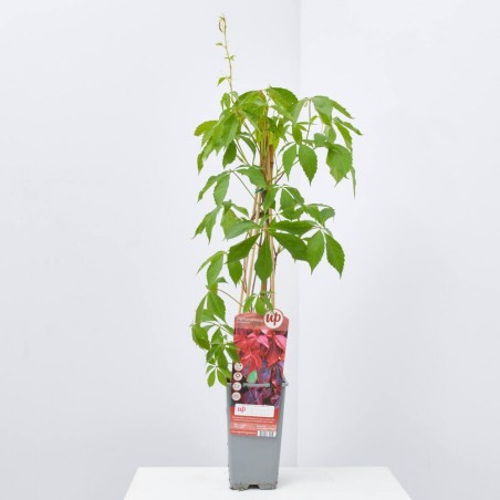 PARRA VIRGEN QUINQUEFOLIA 11X11