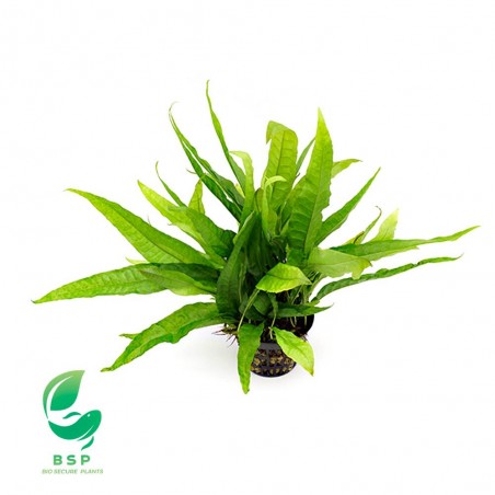 MICROSORUM PTEROPUS