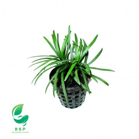OPHIOPOGON KYOTO
