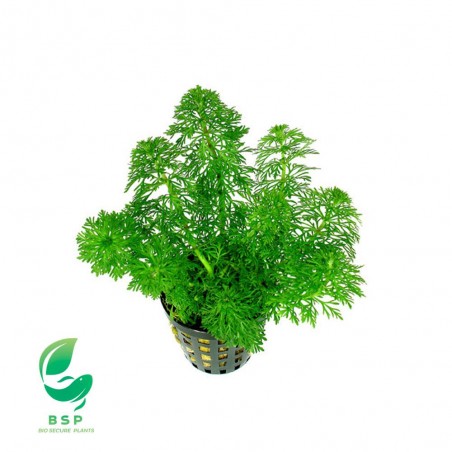 AMBULIA SESSILIFLORA