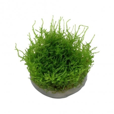 VESICULARIA DUBYANA