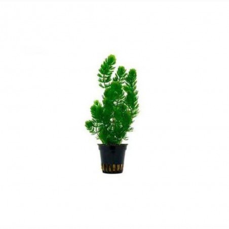 CERATOPHYLLUM DEMERSUM