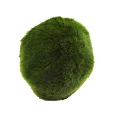 CLADOPHORA (MUSGO ANTINITRITOS) 5 CM-MARIMO