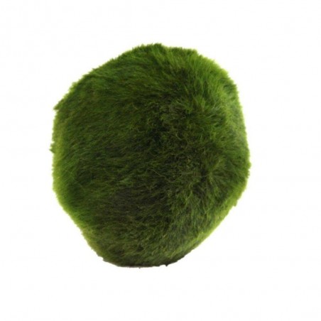 CLADOPHORA (MUSGO ANTINITRITOS) 5 CM-MARIMO