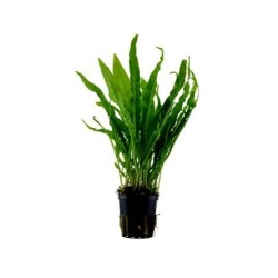 MICROSORUM