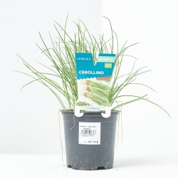 CEBOLLINO MACETA 11CM VERDECORA