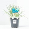 CEBOLLINO MACETA 11CM VERDECORA