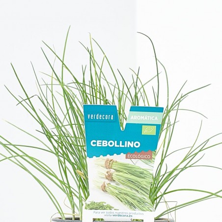 CEBOLLINO MACETA 11CM VERDECORA