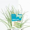 CEBOLLINO MACETA 11CM VERDECORA