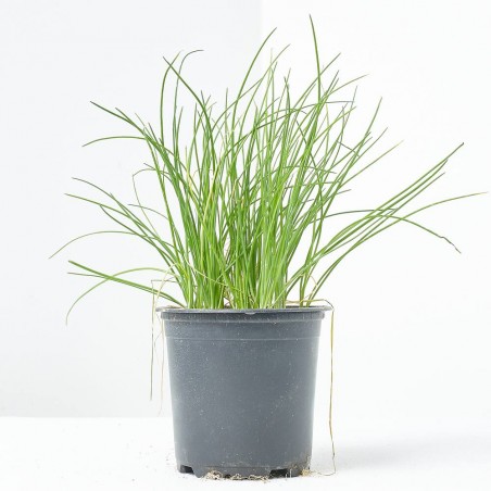 CEBOLLINO MACETA 11CM VERDECORA
