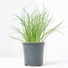 CEBOLLINO MACETA 11CM VERDECORA